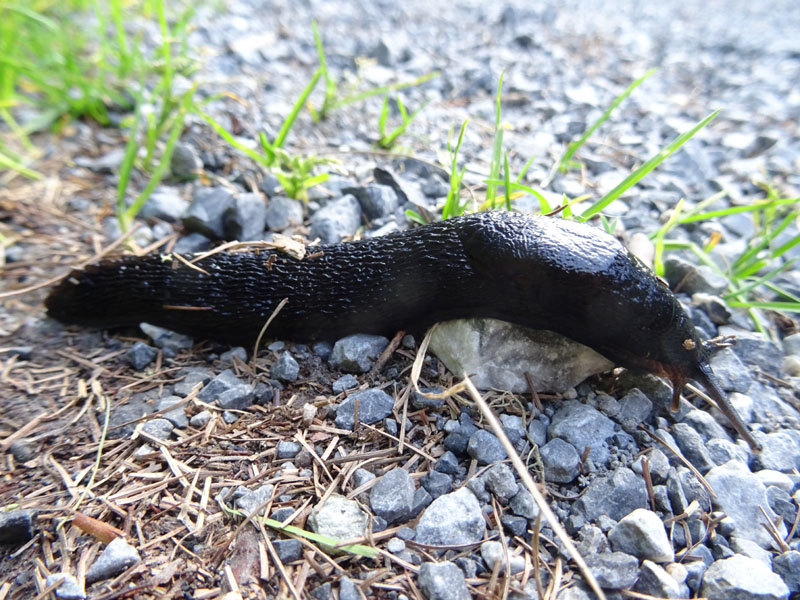 probabile Limax cinereoniger